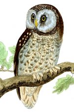 Owl Images 5 - Tengmalms Owl