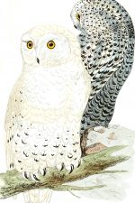 Owl Images 6 - Snowy Owls