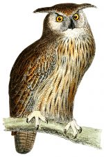 Owl Images 7 - Eagle Owl