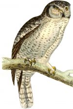 Owl Images 8 - Hawk Owl