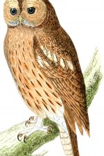Owl Images 9 - Tawny Owl