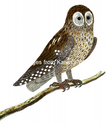 Owl Images 1 - Little Owl