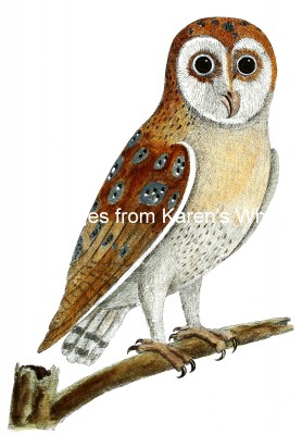 Owl Images 2 - White Owl