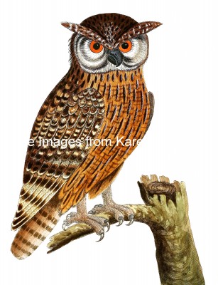 Owl Images 3 - Great Horn Owl