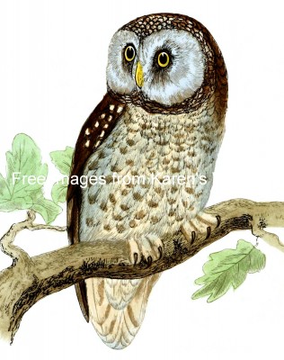Owl Images 5 - Tengmalms Owl