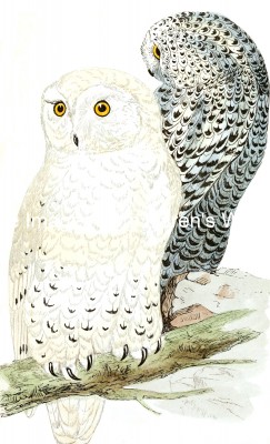Owl Images 6 - Snowy Owls