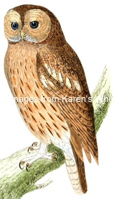 Owl Images 9 - Tawny Owl