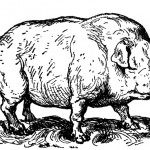 Cartoon Pigs 1 - Large Found Pig