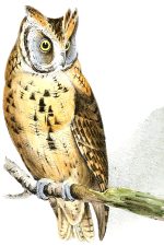 Images of Owls 2 - Scops-Eared Owl