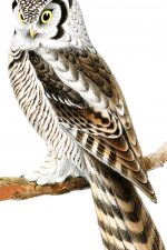 Images of Owls 4 - Canada Owl