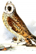 Images of Owls 6 - Hawk Owl