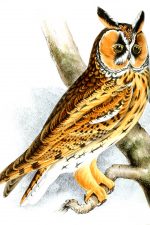 Images of Owls 7 - Long-Eared Owl