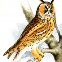 Images of Owls