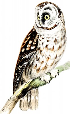 Images of Owls 3 - Tengmalms Owl