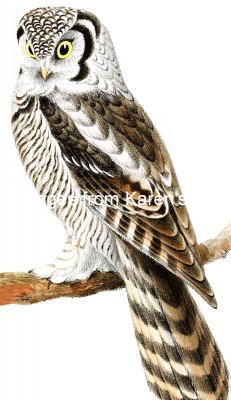 Images of Owls 4 - Canada Owl