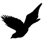 Flying Bird Silhouette 10 - Magpie Silhouette