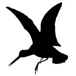 Flying Bird Silhouette 7 - Silhouette of a Snipe