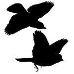 Flying Bird Silhouette 8 - Silhouettes of Jays