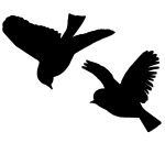 Flying Bird Silhouette 2 - Gold Crested Wrens