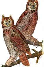 Owl Pictures 3 - Great Horned Owls