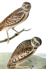 Owl Pictures 4 - Burrowing Day Owls
