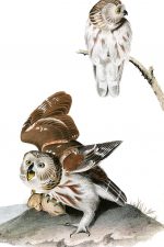 Owl Pictures 7 - Acadian Owls