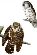 Owl Pictures 9 - Tengmalms Owls