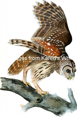 Owl Pictures 2 - Barred Owl