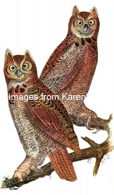 Owl Pictures 3 - Great Horned Owls