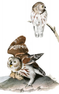 Owl Pictures 7 - Acadian Owls