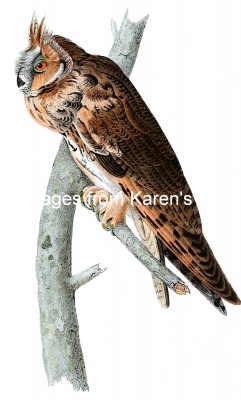 Owl Pictures 8 - Hawk Owl