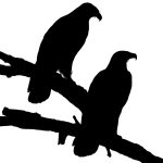 Bird of Prey Silhouette 3 - Two Birds of Prey