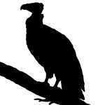 Bird of Prey Silhouette 5 - Vulture Silhouette