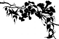 Bird Silhouette Images 10 - Silhouettes of Hummingbirds