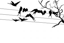Bird Silhouette Images 11 - Silhouette of Birds on a Wire