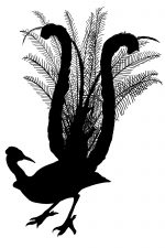 Silhouette Bird 10 - Lyrebird Silhouette