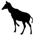 African Animal Silhouette 1 - Okapi Silhouette