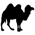 African Animal Silhouette 8 - Camel Silhouette