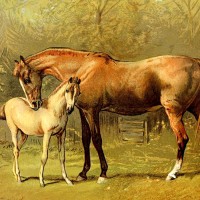 Pictures of Horses