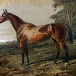 Pictures of Horses 6 - Half Bred Racehorse
