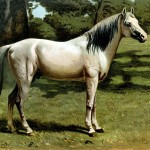 Pictures of Horses 7 - Arab Pony