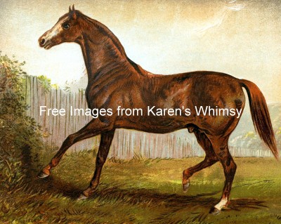 Pictures of Horses 1 - Thoroughbred Sire