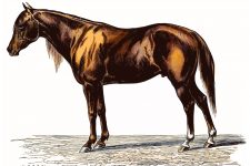 Horse Images 6 - Anglo-Arabian Horse