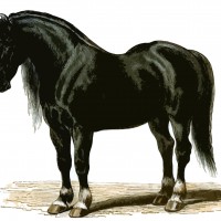 Horse Images