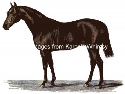 Horse Images 2 - English Horse