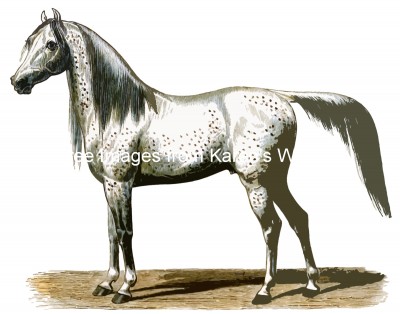 Horse Images 3 - Arab Horse
