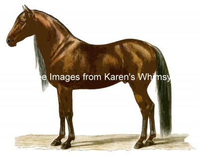 Horse Images 5 - The Barb Horse