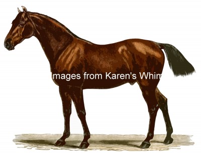 Horse Images 7 - Anglo Norman Horse