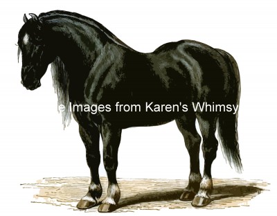 Horse Images 8 - Large Black Horse