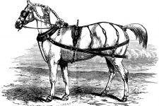 Horse Clipart 6 - White Hanoverian Leader